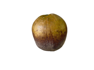 Mature Green Coconut with Husk