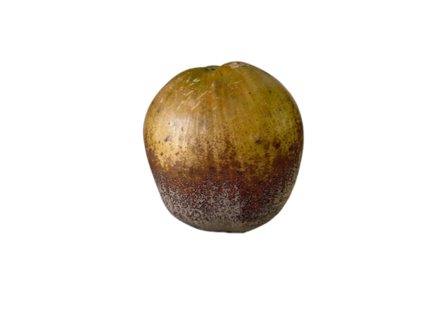Mature Green Coconut with Husk