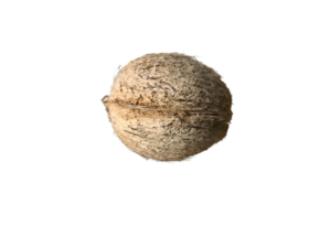 Mature Green Coconut Without Husk