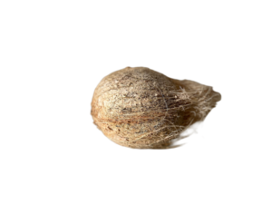 Mature Green Coconut with Semi-Husk
