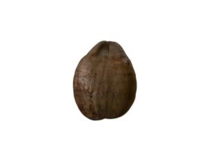 Mature Black Coconut with Husk